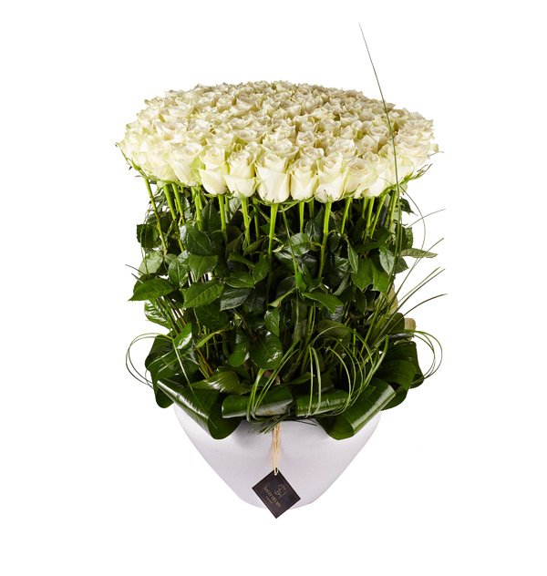 SH0208-gall-1 (1) Splendid - الصورة 1