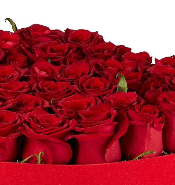 SH0209-gall-zoom Strong Love - الصورة 1