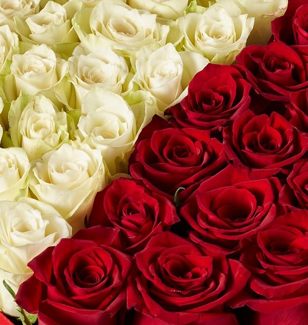 SH0210-gall-zoom SH0210 Heartfelt - الصورة 1